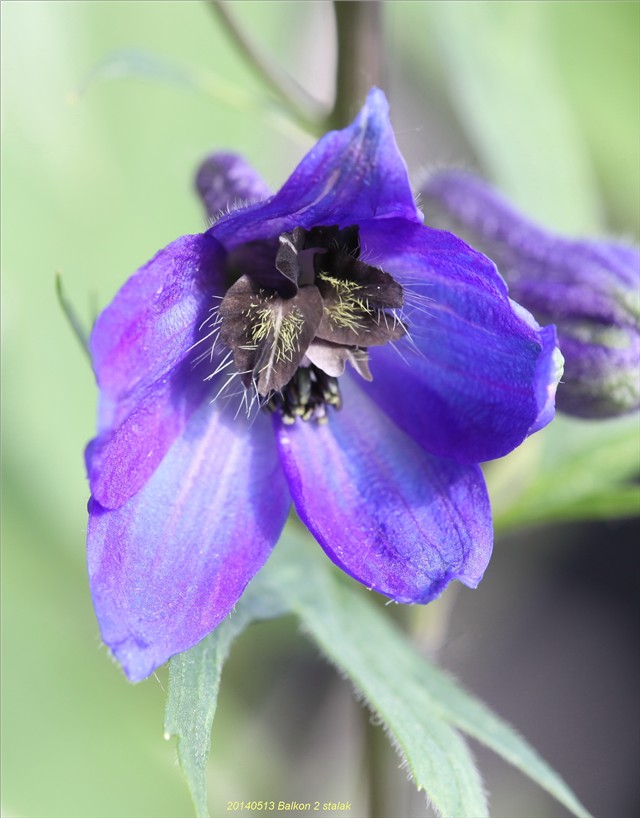 Delphinium 